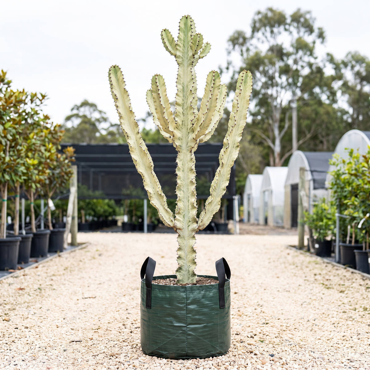 African Candelabra - Euphorbia ammak