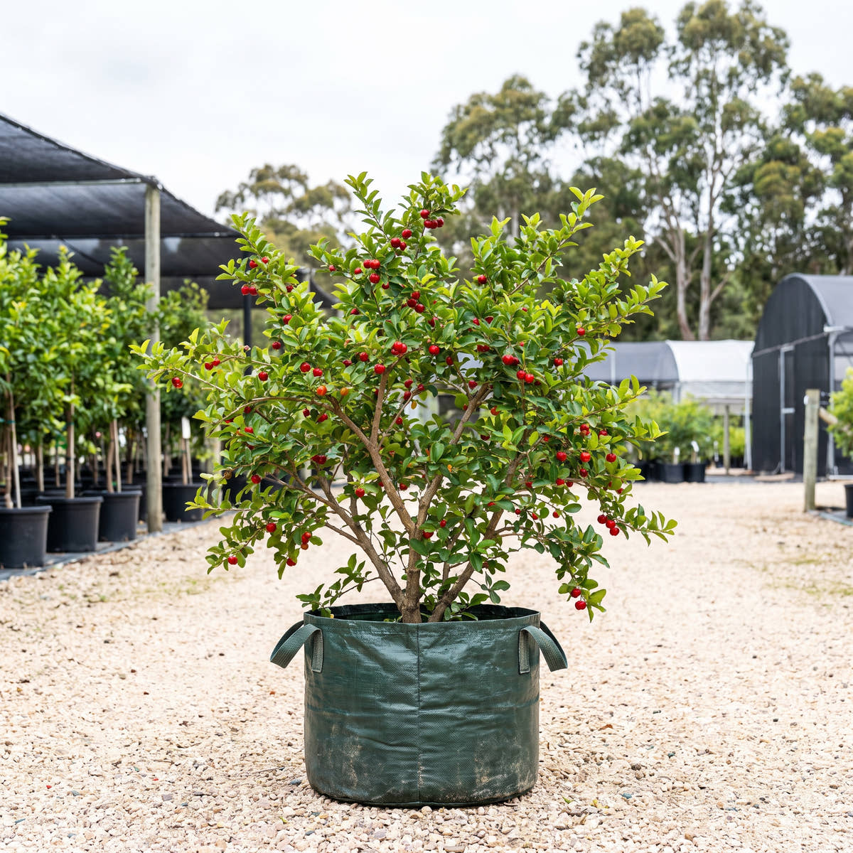 Acerola Cherry - Malpighia glabra
