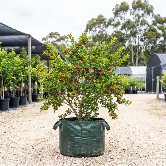 Acerola Cherry - Malpighia glabra