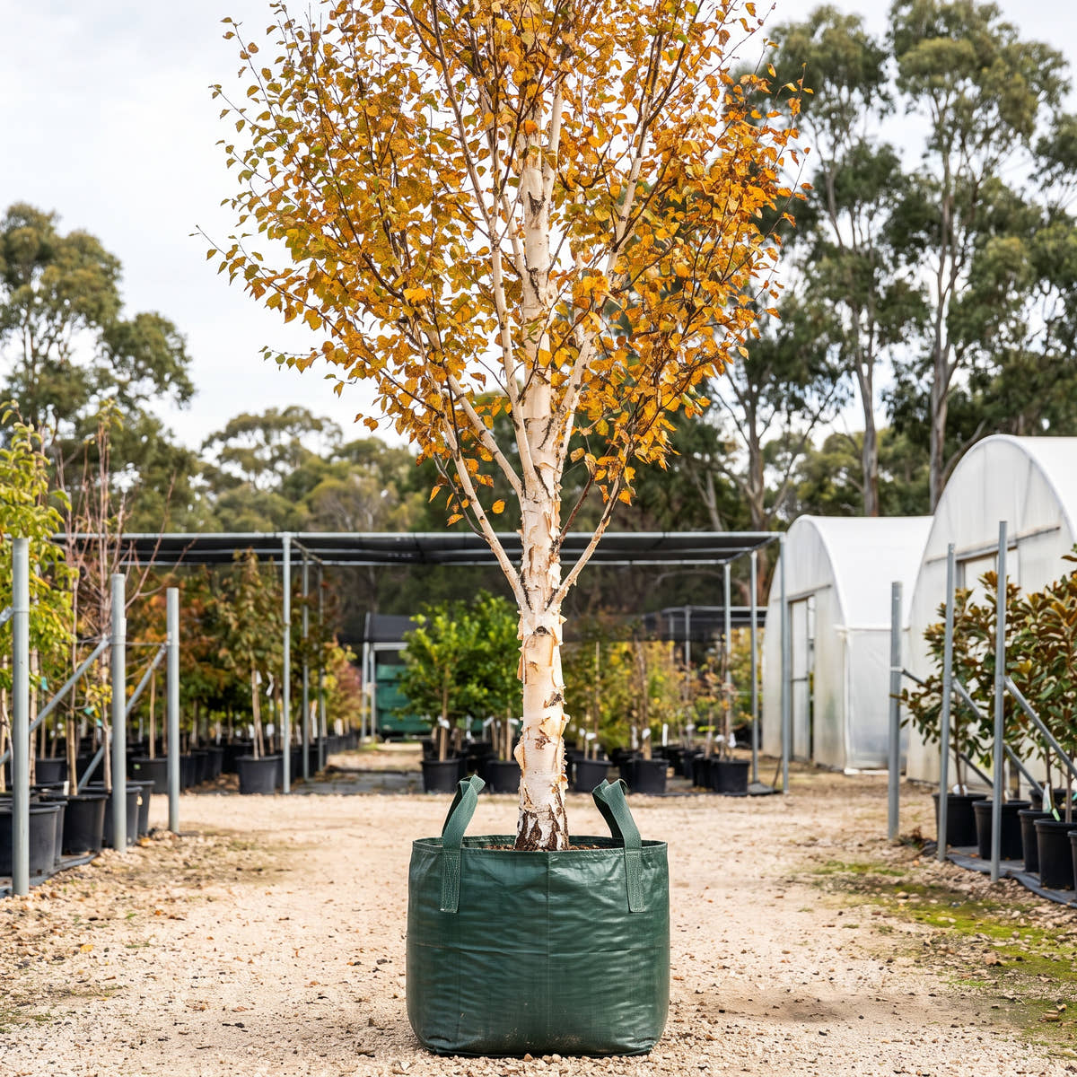 Korean Birch - Betula costata