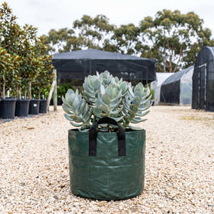 Blue Bird Jade - Crassula ‘Blue Bird’