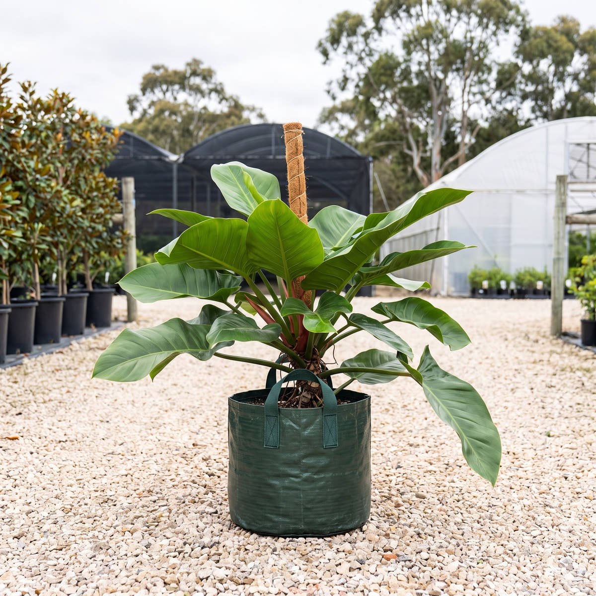 Philodendron ‘Imperial Green’