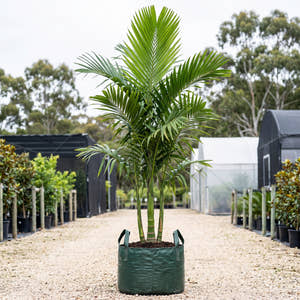 Betel Nut Palm - Areca catechu