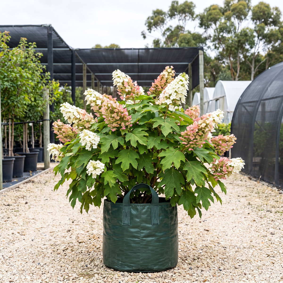 Snow Queen Oakleaf Hydrangea - Hydrangea quercifolia ‘Snow Queen’