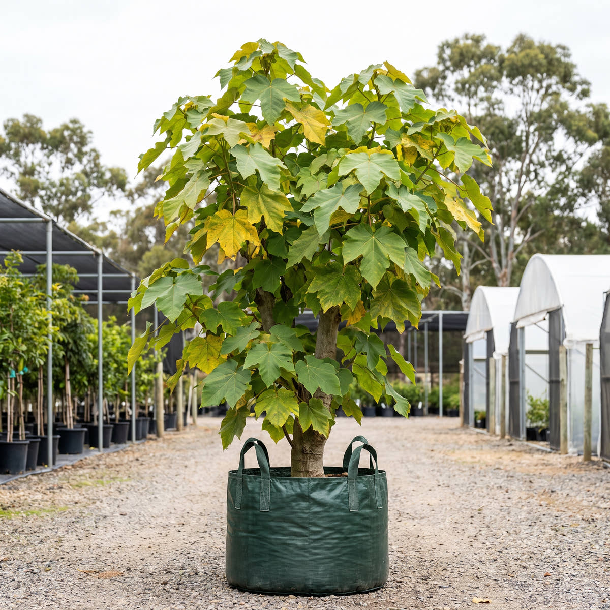 Chinese Parasol Tree - Firmiana simplex