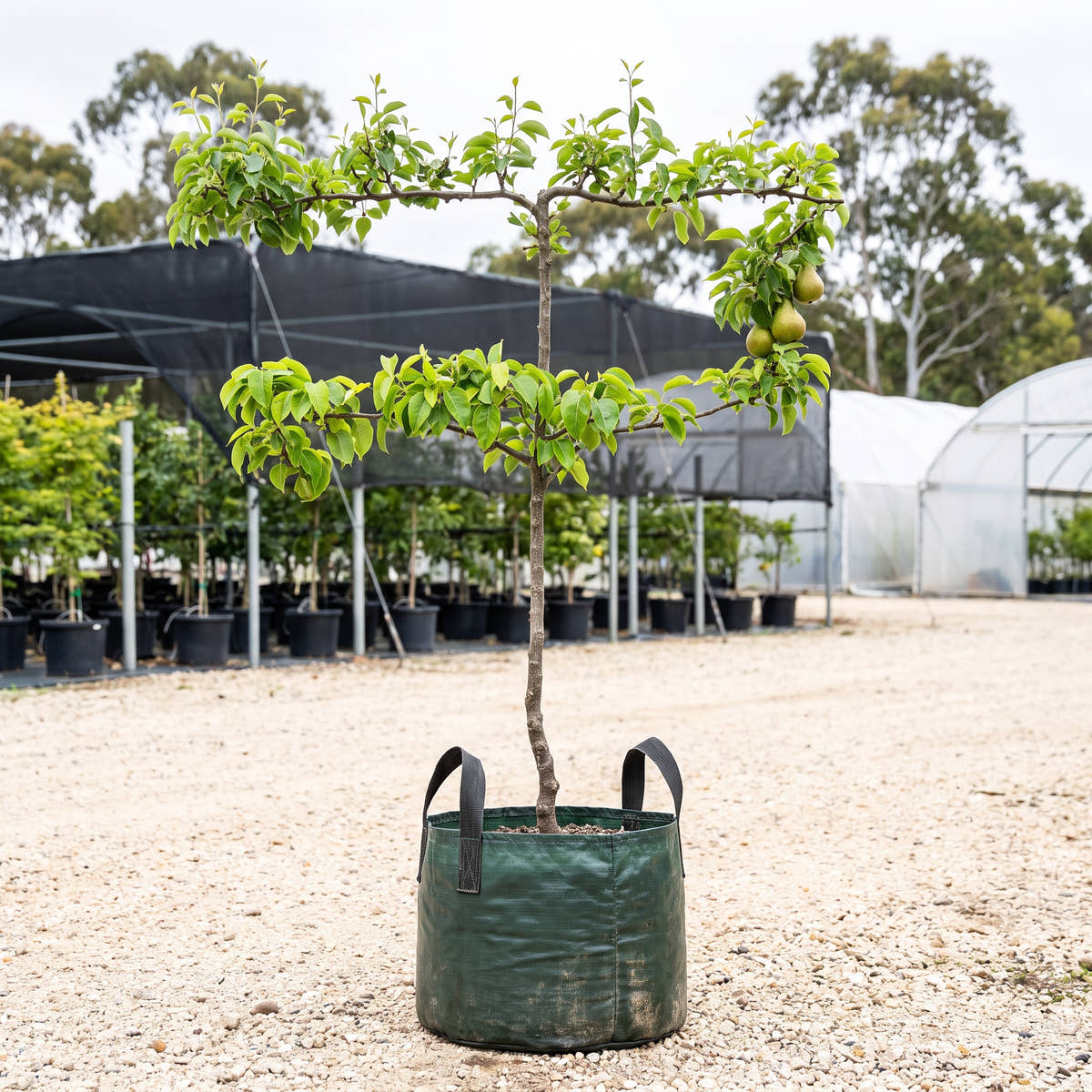 Packham’s Triumph Pear (Espalier) - Pyrus communis ‘Packham’s Triumph’