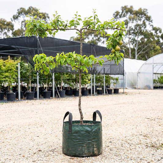 Packham’s Triumph Pear (Espalier) - Pyrus communis ‘Packham’s Triumph’