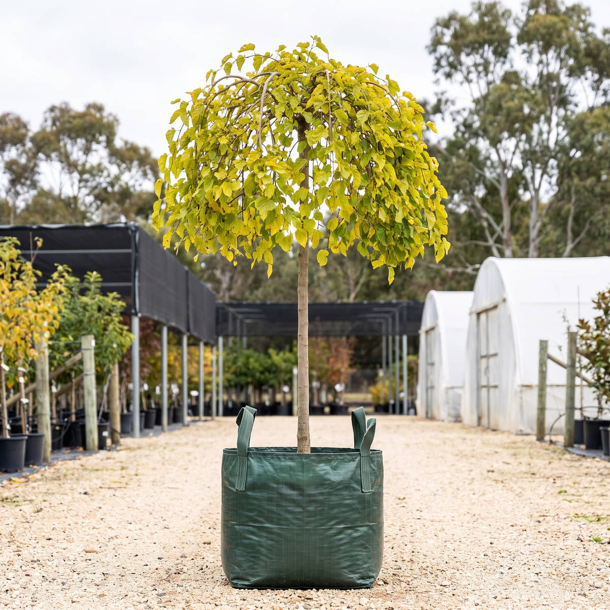 Chaparral Weeping Mulberry (Standard) - Morus alba ‘Chaparral’
