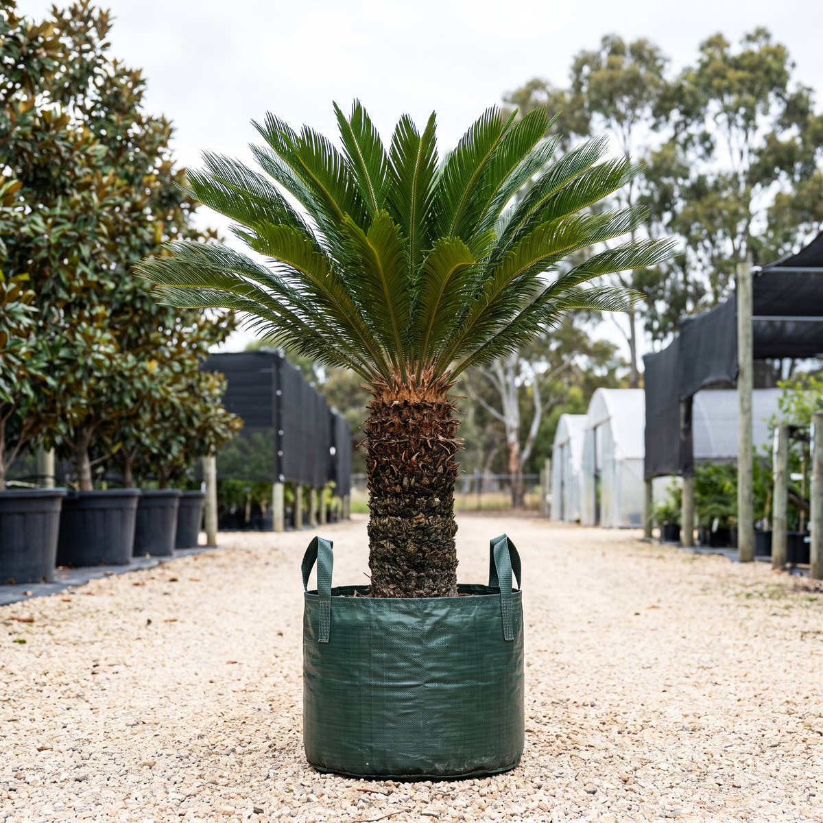 Australian Nut Palm - Cycas media