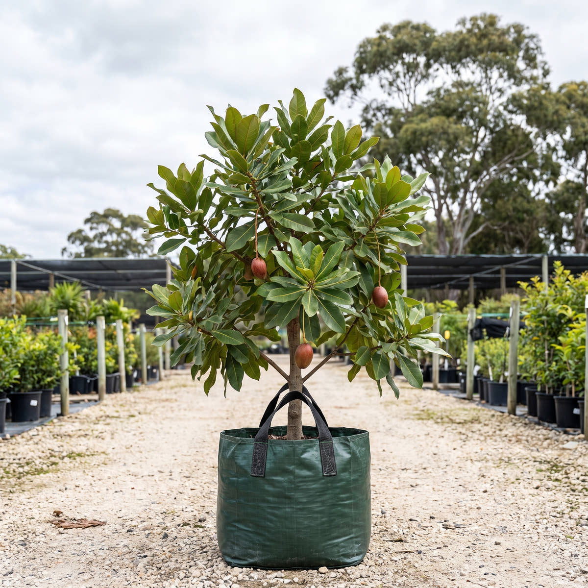 Freshwater Mangrove - Barringtonia acutangula