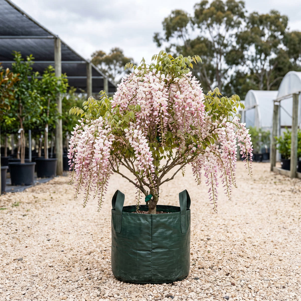 Kuchi Beni Japanese Wisteria - Wisteria floribunda ‘Kuchi Beni’