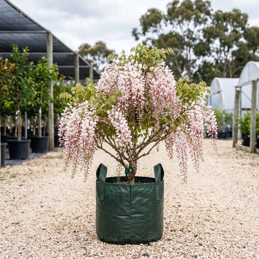 Kuchi Beni Japanese Wisteria - Wisteria floribunda ‘Kuchi Beni’