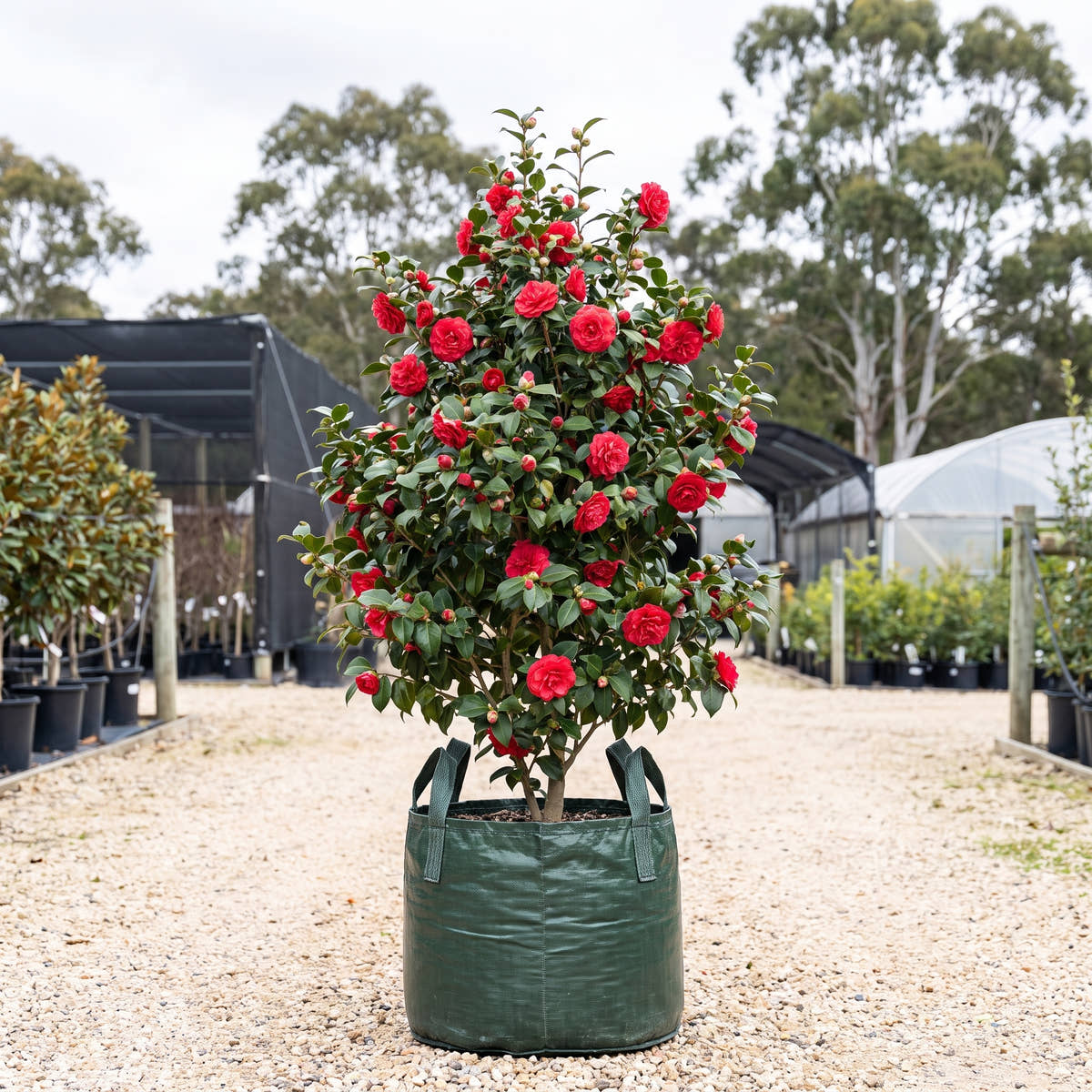 Red Red Rose Camellia - Camellia japonica ‘Red Red Rose’