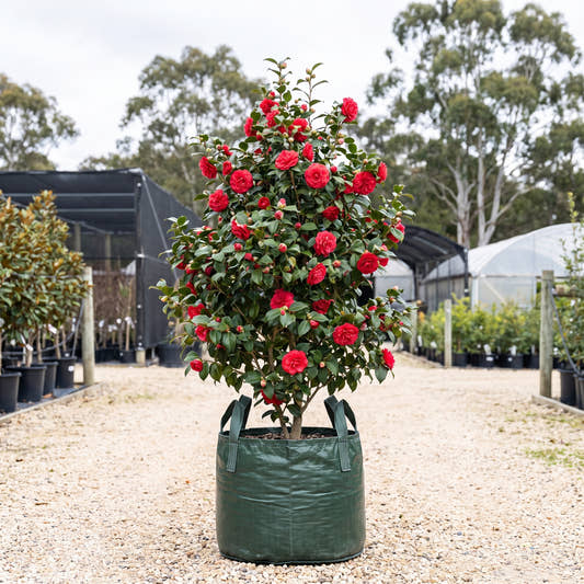 Red Red Rose Camellia - Camellia japonica ‘Red Red Rose’