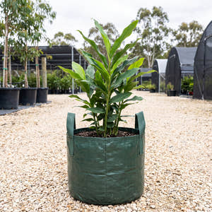 Dwarf Cardamom - Alpinia nutans