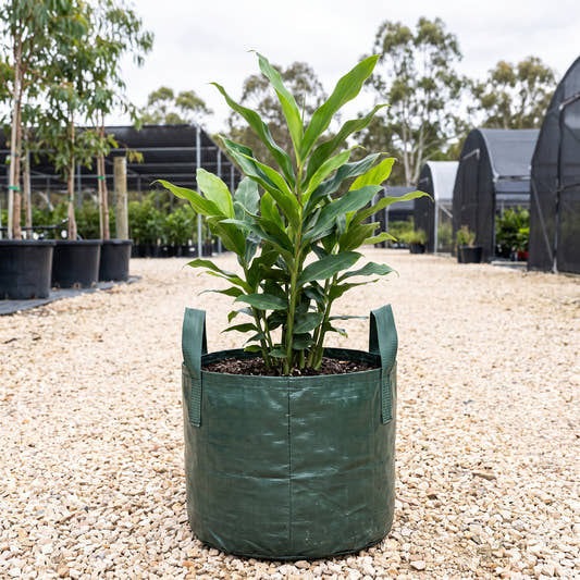 Dwarf Cardamom - Alpinia nutans