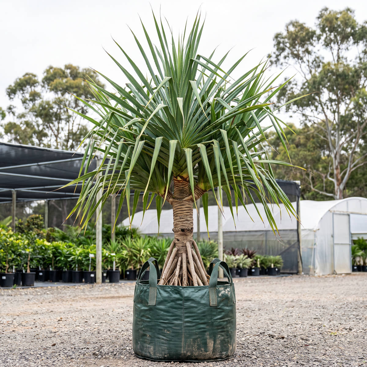 Screw Pine - Pandanus cookii