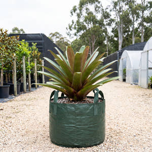 Rubra Giant Bromeliad - Alcantarea imperialis ‘Rubra’