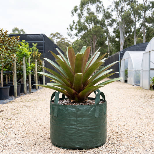 Rubra Giant Bromeliad - Alcantarea imperialis ‘Rubra’