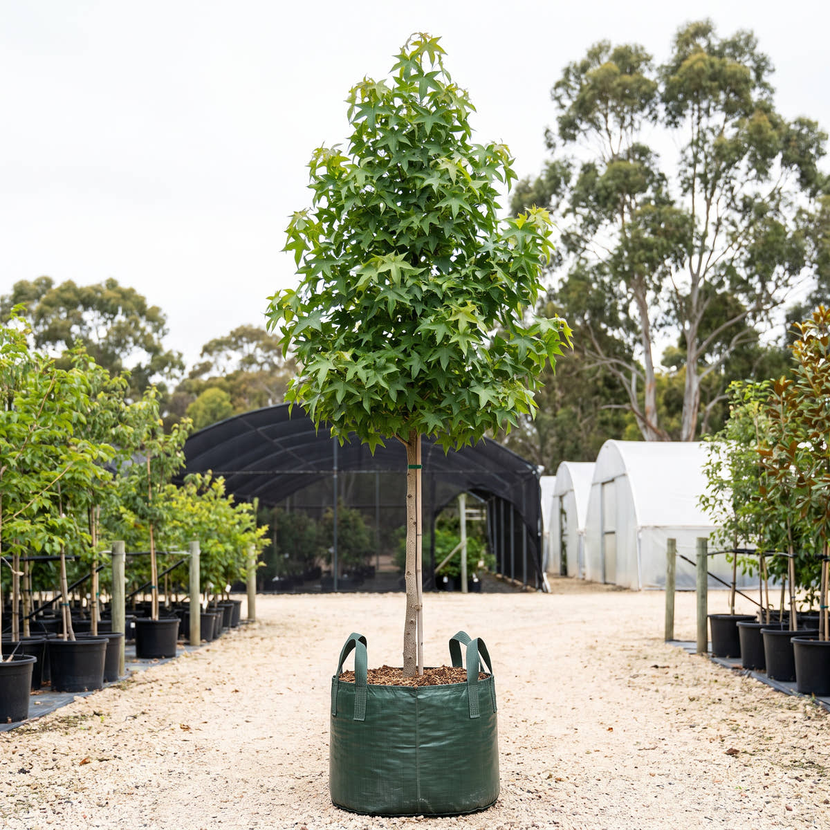 Canberra Gem Sweet Gum - Liquidambar styraciflua ‘Canberra Gem’