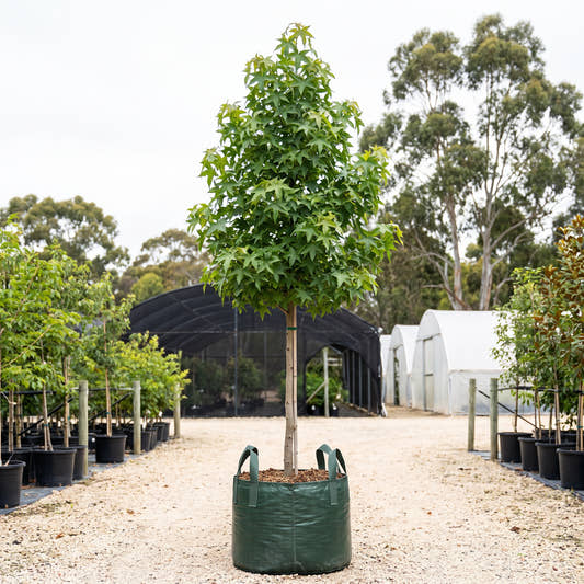 Canberra Gem Sweet Gum - Liquidambar styraciflua ‘Canberra Gem’