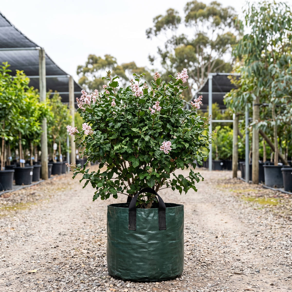 Tinkerbelle Lilac - Syringa x microphylla ‘Bailbelle’