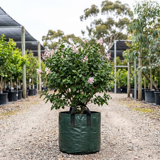 Tinkerbelle Lilac - Syringa x microphylla ‘Bailbelle’
