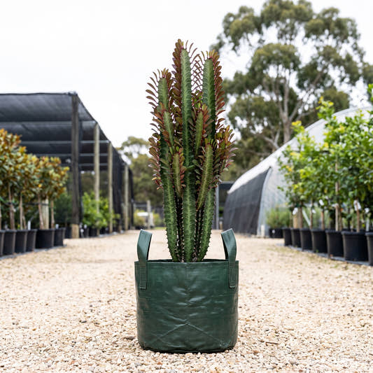 African Milk Tree - Euphorbia trigona