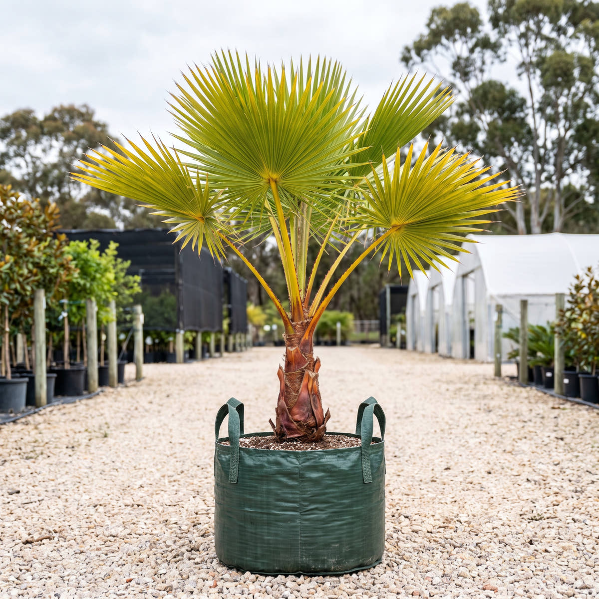 Yellow Latan Palm - Latania verschaffeltii