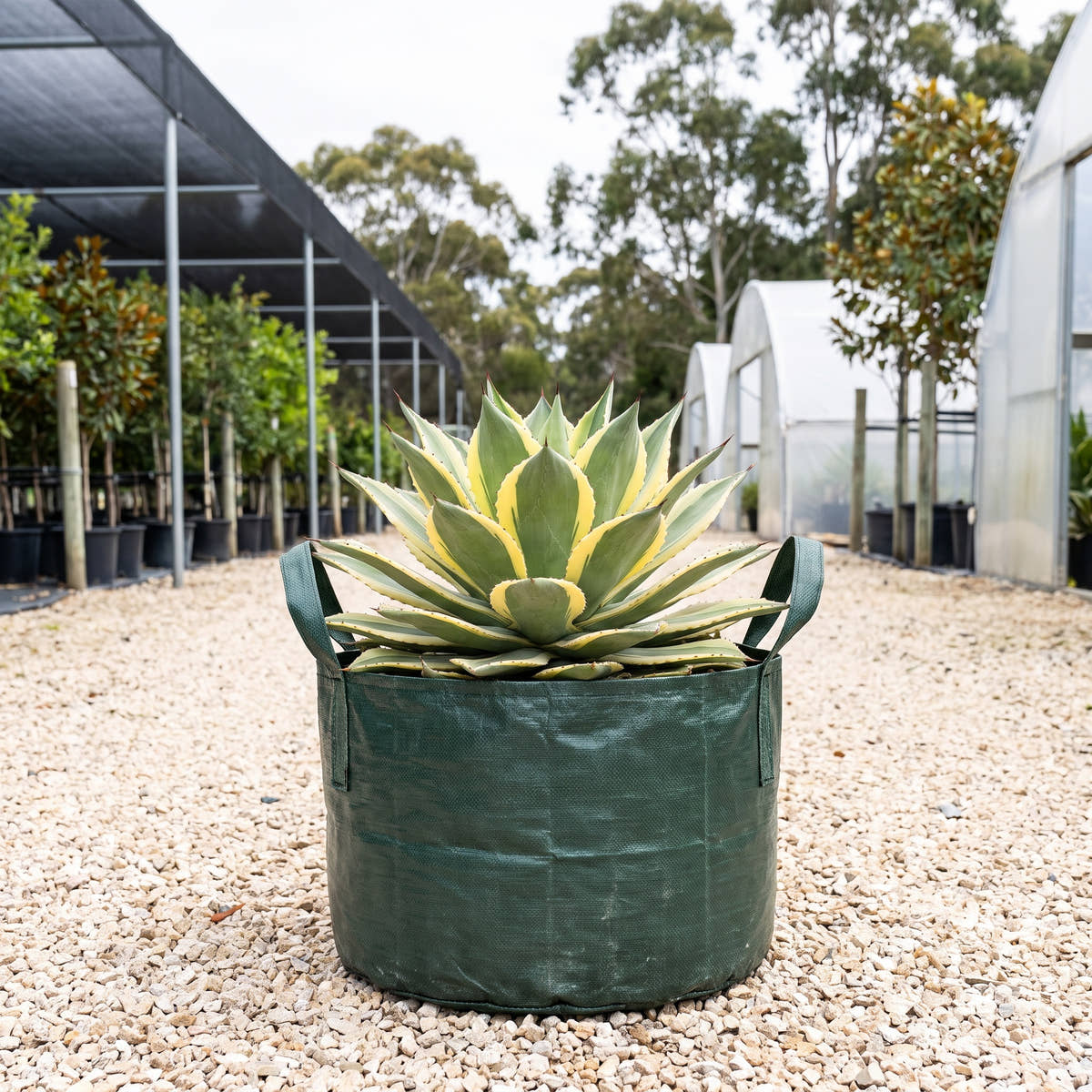 Agave guiengola ‘Creme Brulee’
