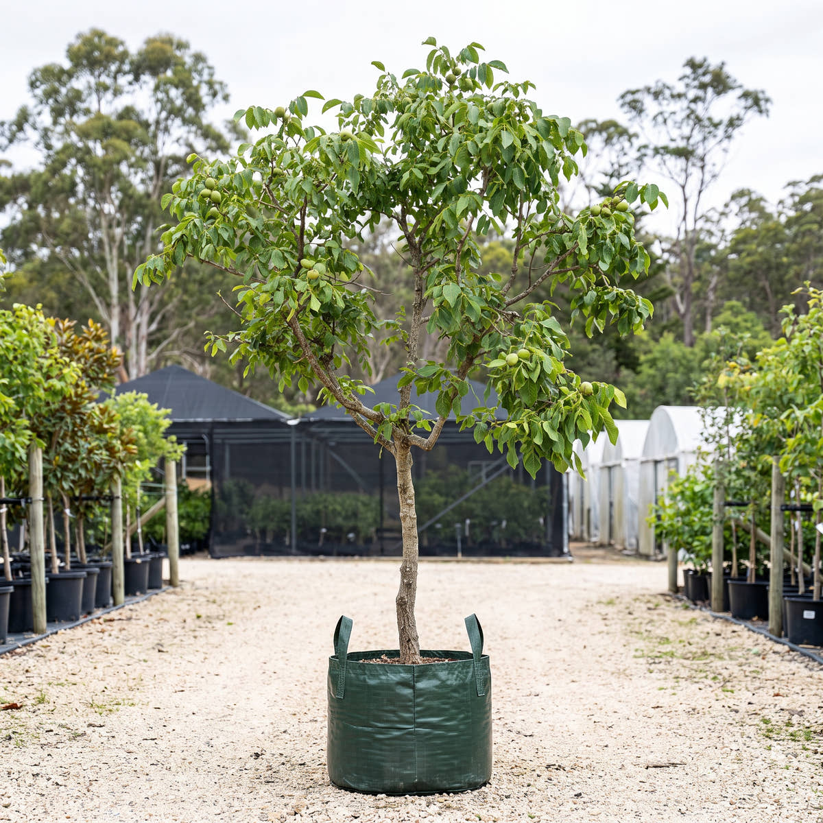 English Walnut - Juglans regia