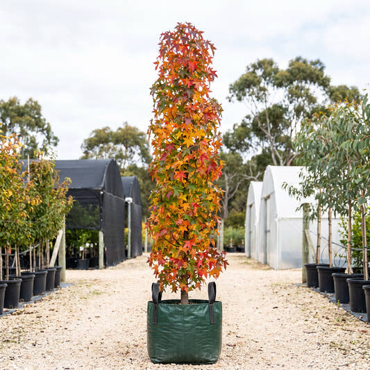Slender Silhouette Sweet Gum - Liquidambar styraciflua ‘Slender Silhouette’