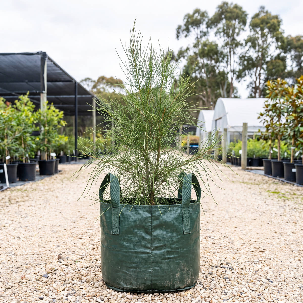 Swamp Oak - Casuarina glauca