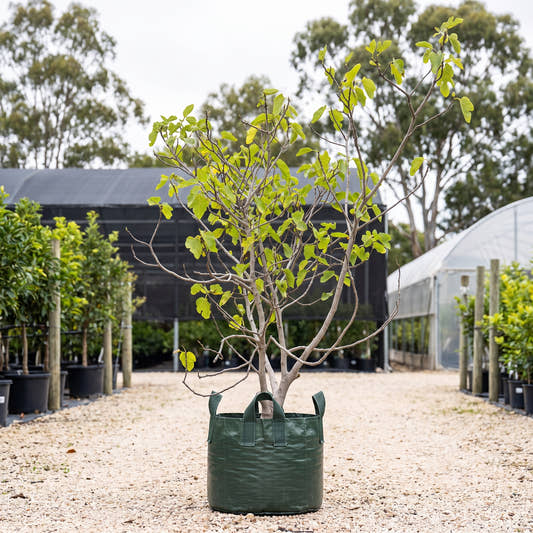 White Adriatic Fig - Ficus carica ‘White Adriatic’