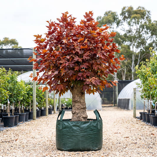 Alford Blaze Oriental Plane - Platanus orientalis ‘Alford Blaze’