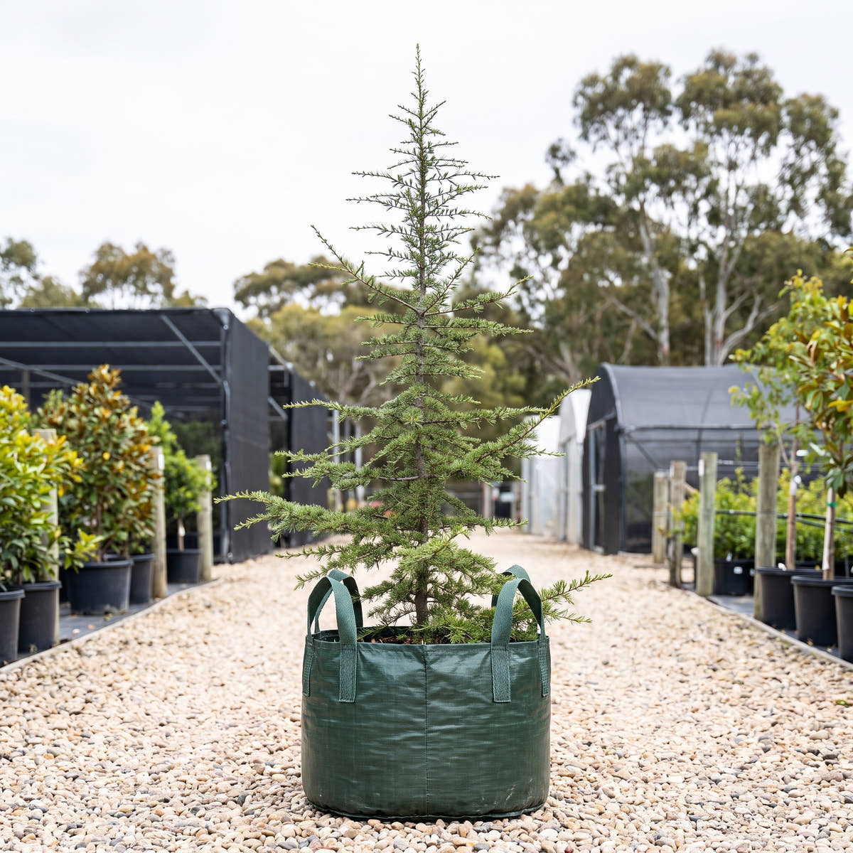 Cedar of Lebanon - Cedrus libani