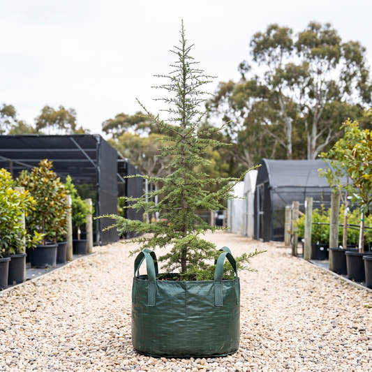 Cedar of Lebanon - Cedrus libani
