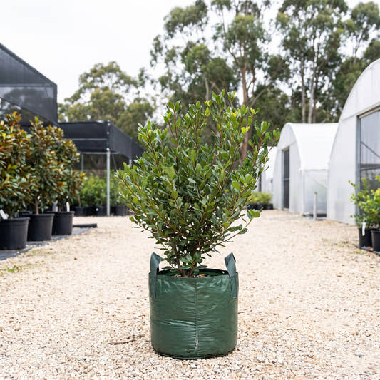 Indian Hawthorn - Rhaphiolepis intermedia