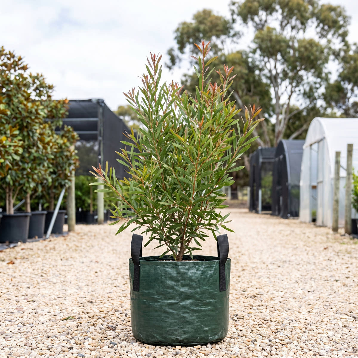 Willow Leaf Hakea - Hakea salicifolia