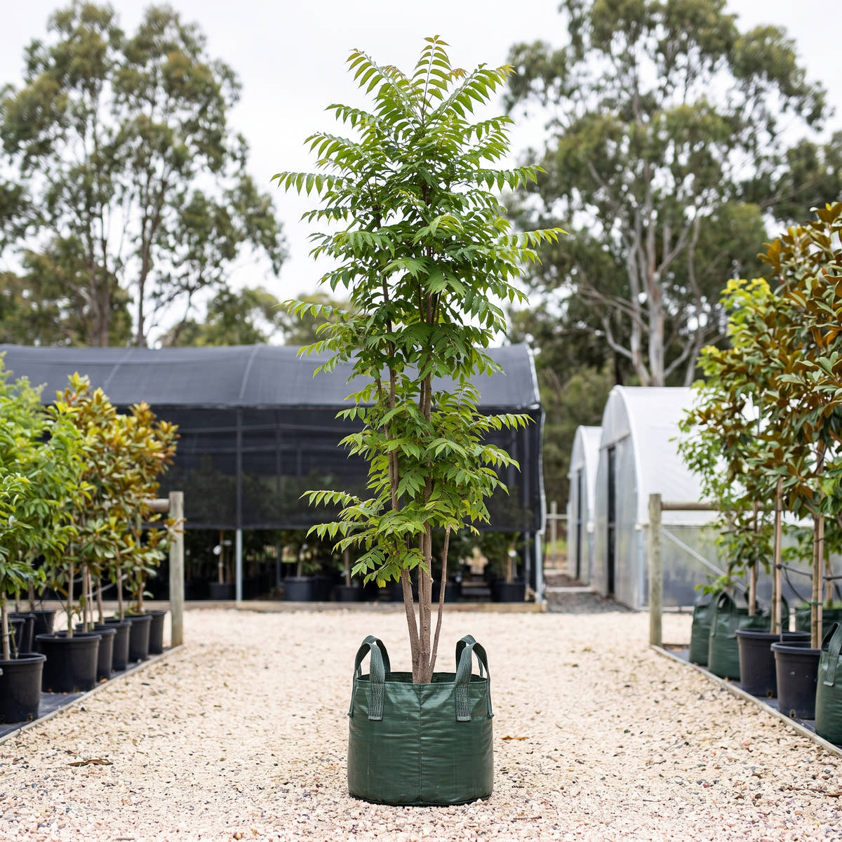 Chinese Cedar - Toona sinensis