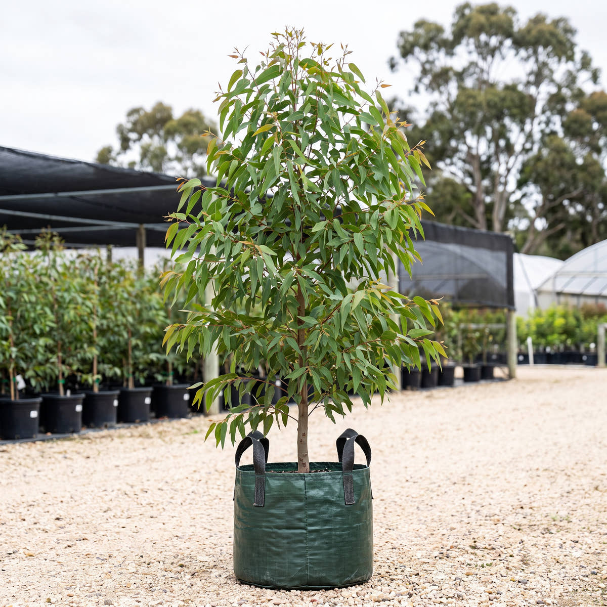 Melbourne Yellow Gum - Eucalyptus leucoxylon subsp. connata