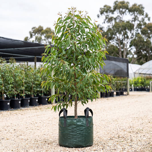 Melbourne Yellow Gum - Eucalyptus leucoxylon subsp. connata