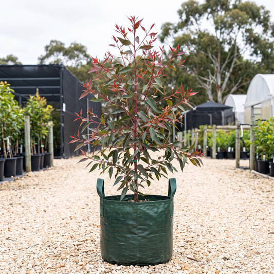 Baby Orange Flowering Gum - Corymbia ficifolia ‘Baby Orange’