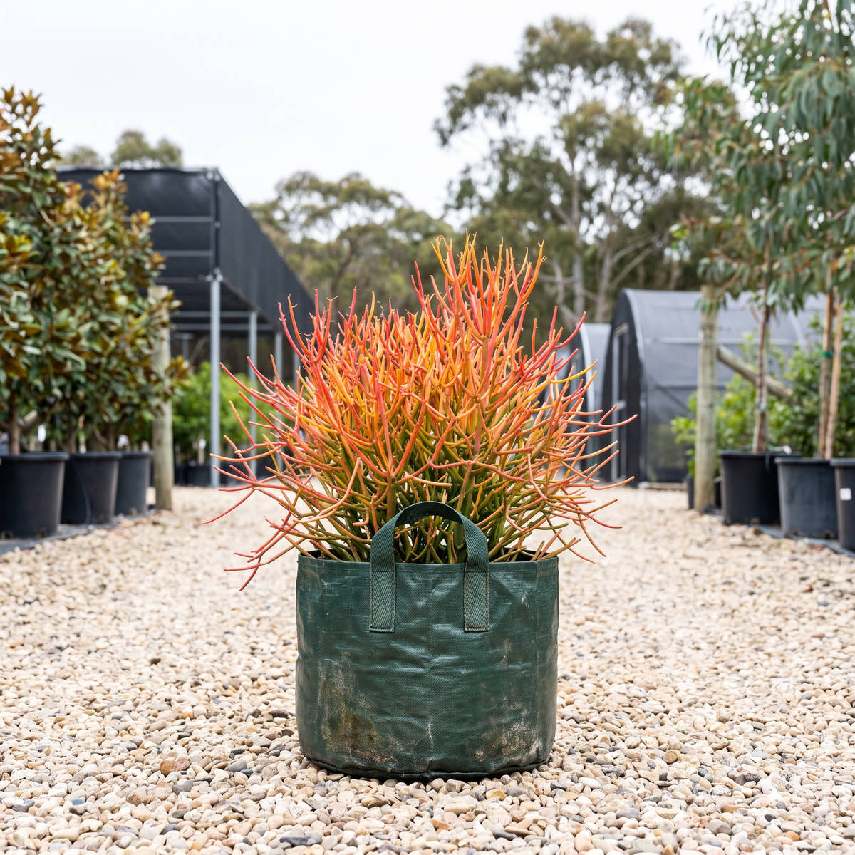 Firesticks - Euphorbia tirucalli ‘Sticks on Fire’