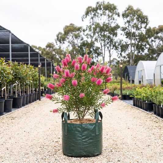 Candy Pink Bottlebrush - Callistemon ‘Candy Pink’