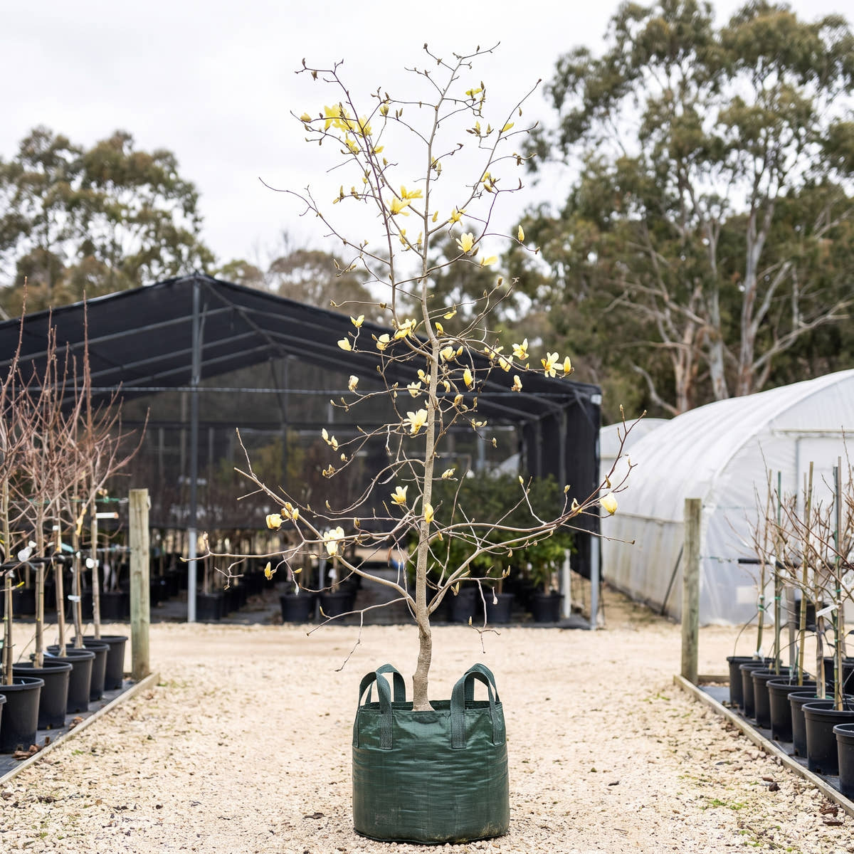 Sundance Magnolia - Magnolia ‘Sundance’