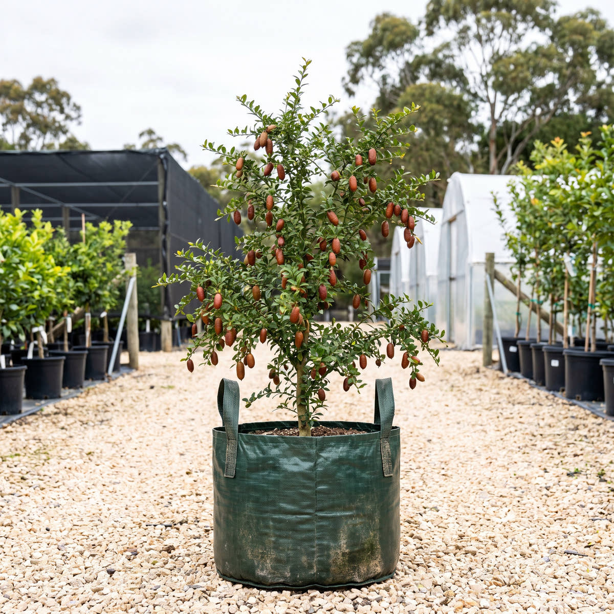 Rainforest Pearl Finger Lime - Citrus australasica ‘Rainforest Pearl’