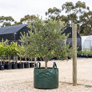 Manzanillo Olive (Espalier) - Olea europaea ‘Manzanillo’