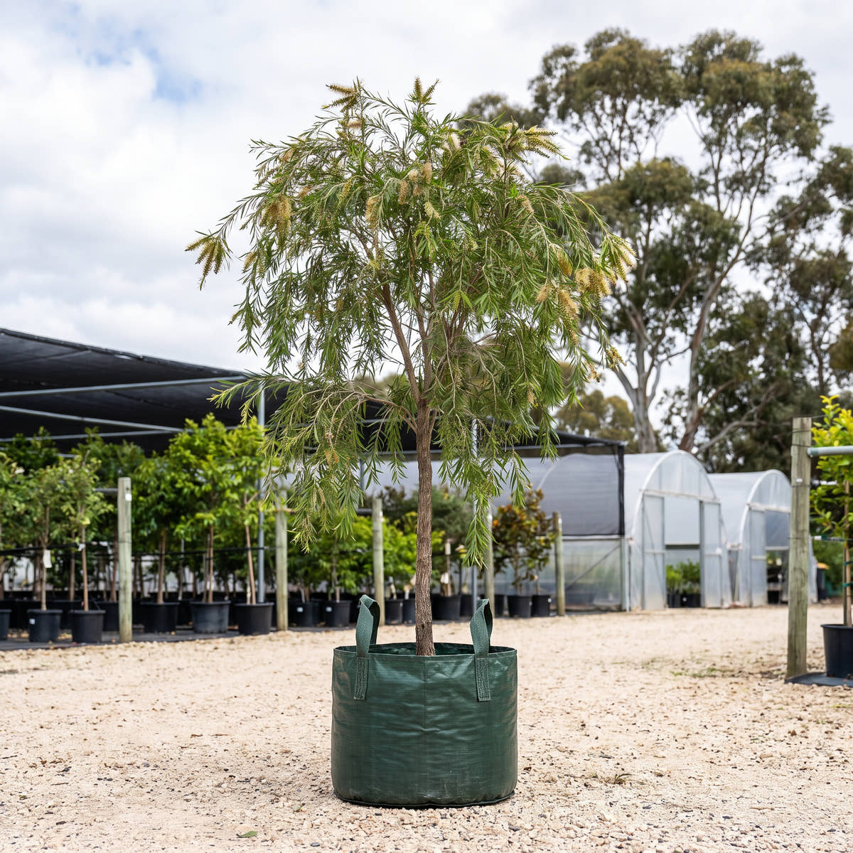 Willow Bottlebrush - Melaleuca salicina