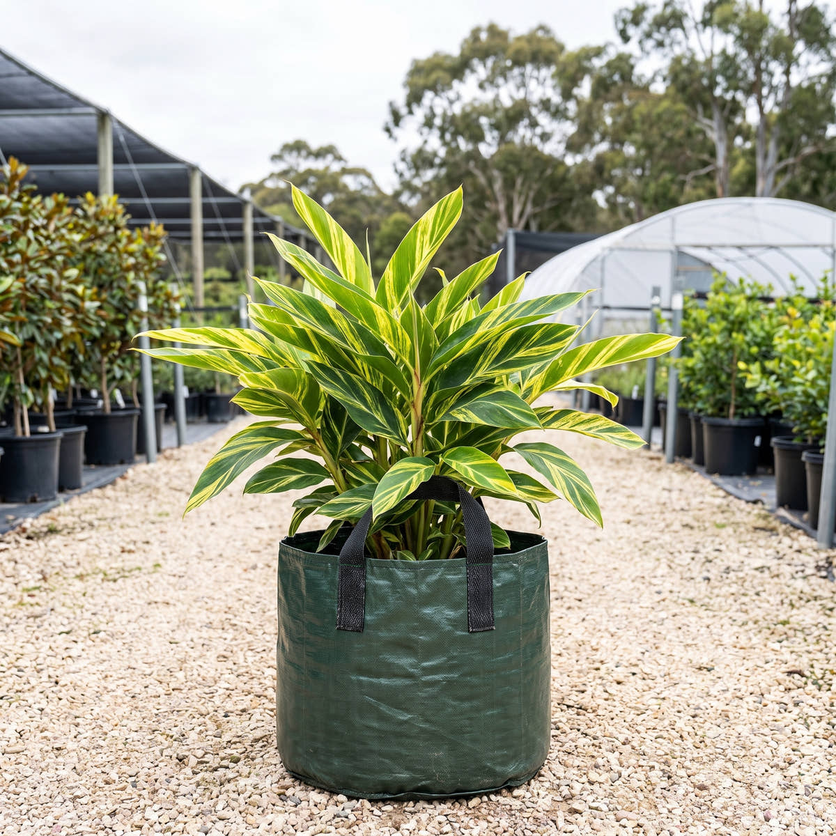 Green Shell Ginger - Alpinia zerumbet